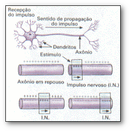 Impulso neural.png