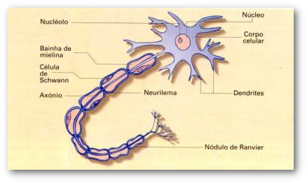 Neuronio partes.png