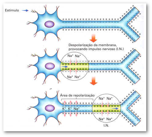 Repolarizacao sodio potacio.png