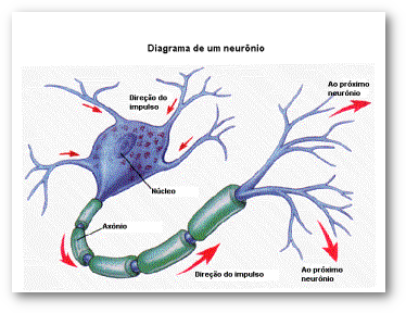 Neuronio direcao impulso.png